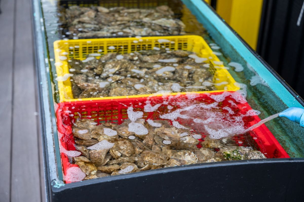 Seafood in marketFoto