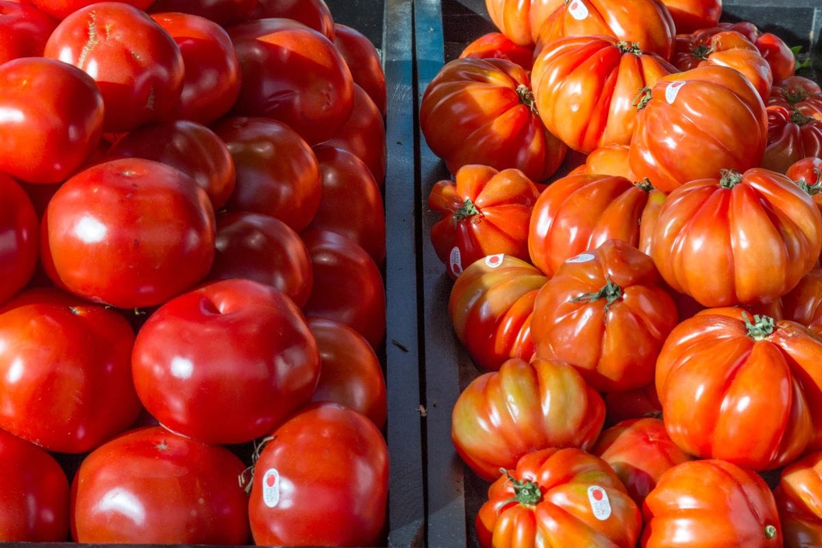 Seasonal produce2BalkansCat