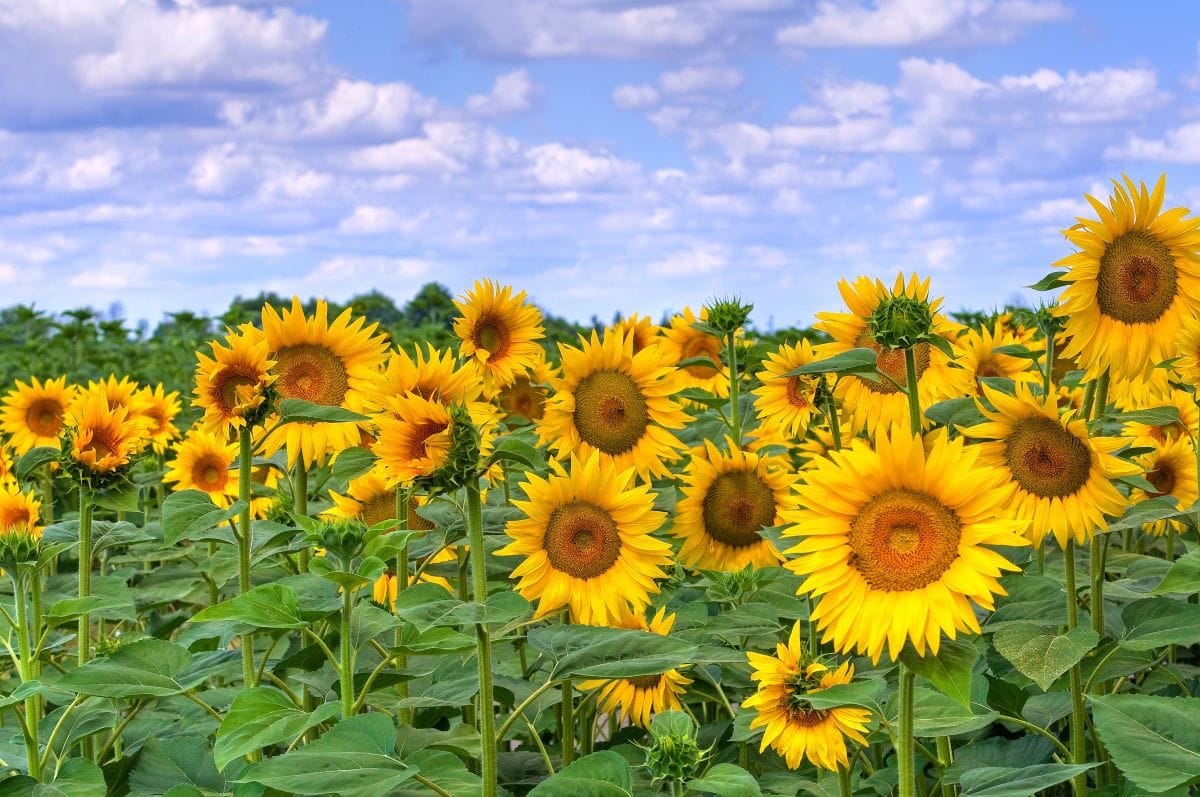 SunflowerMilla74