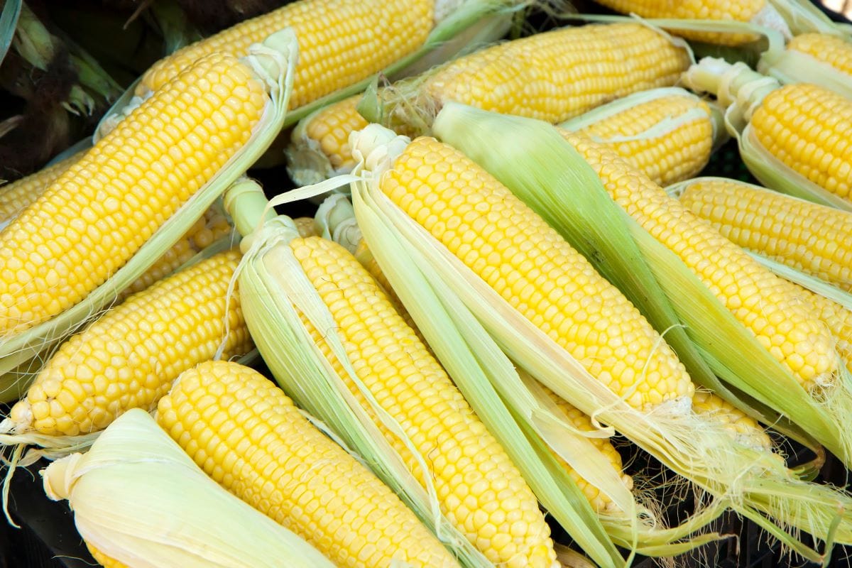 Sweet cornSkopal