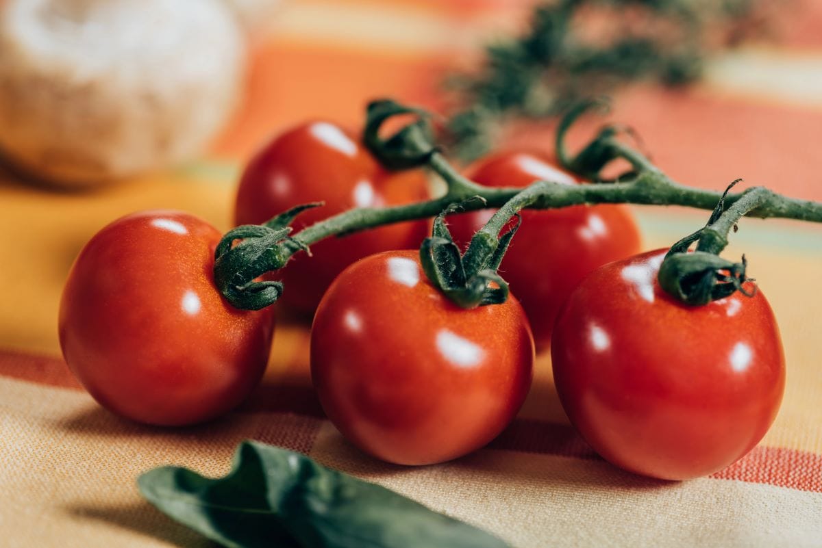 TomatoesViktoriaSapata 1