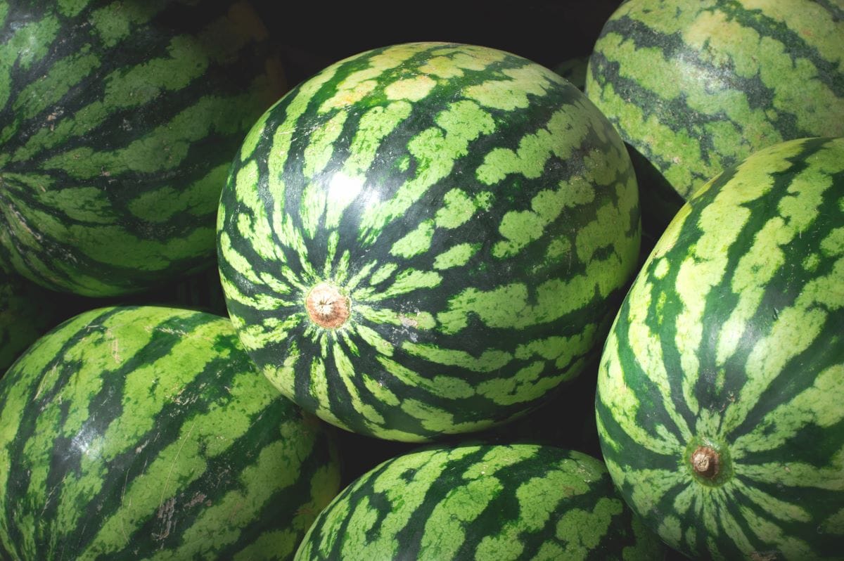 WatermelonMahara