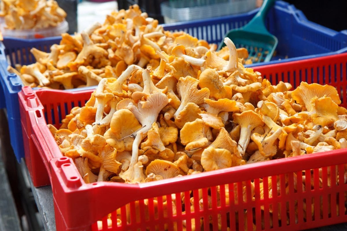 Wild mushrooms in the marketAlgarsr