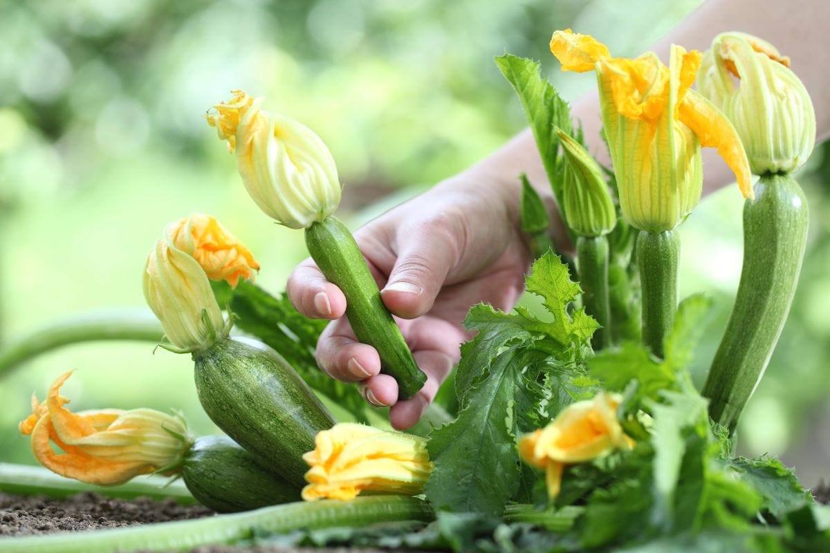 Zucchini flowersAmedeoemaja