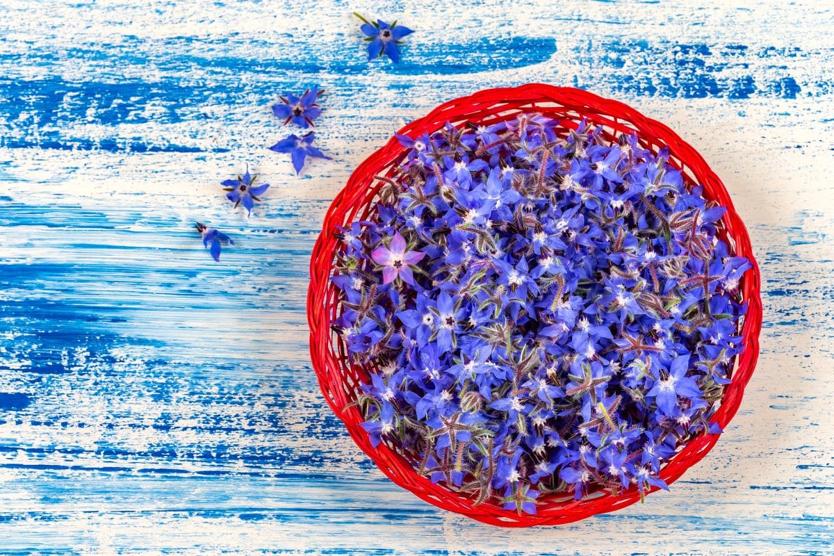 Borage FlowersImagepointfr