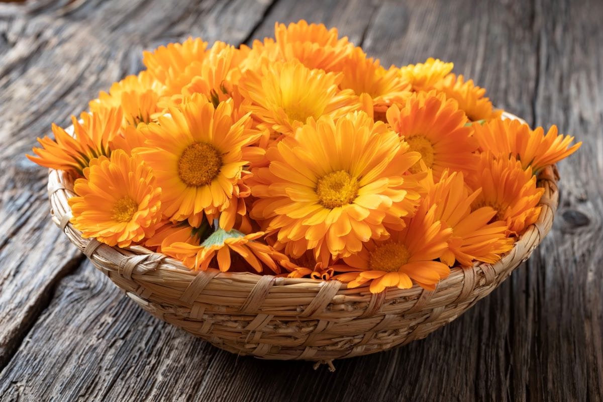 Calendula2MadeleineSteinbach