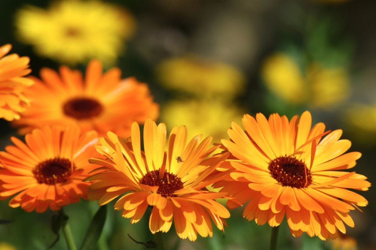 CalendulaMiltonia