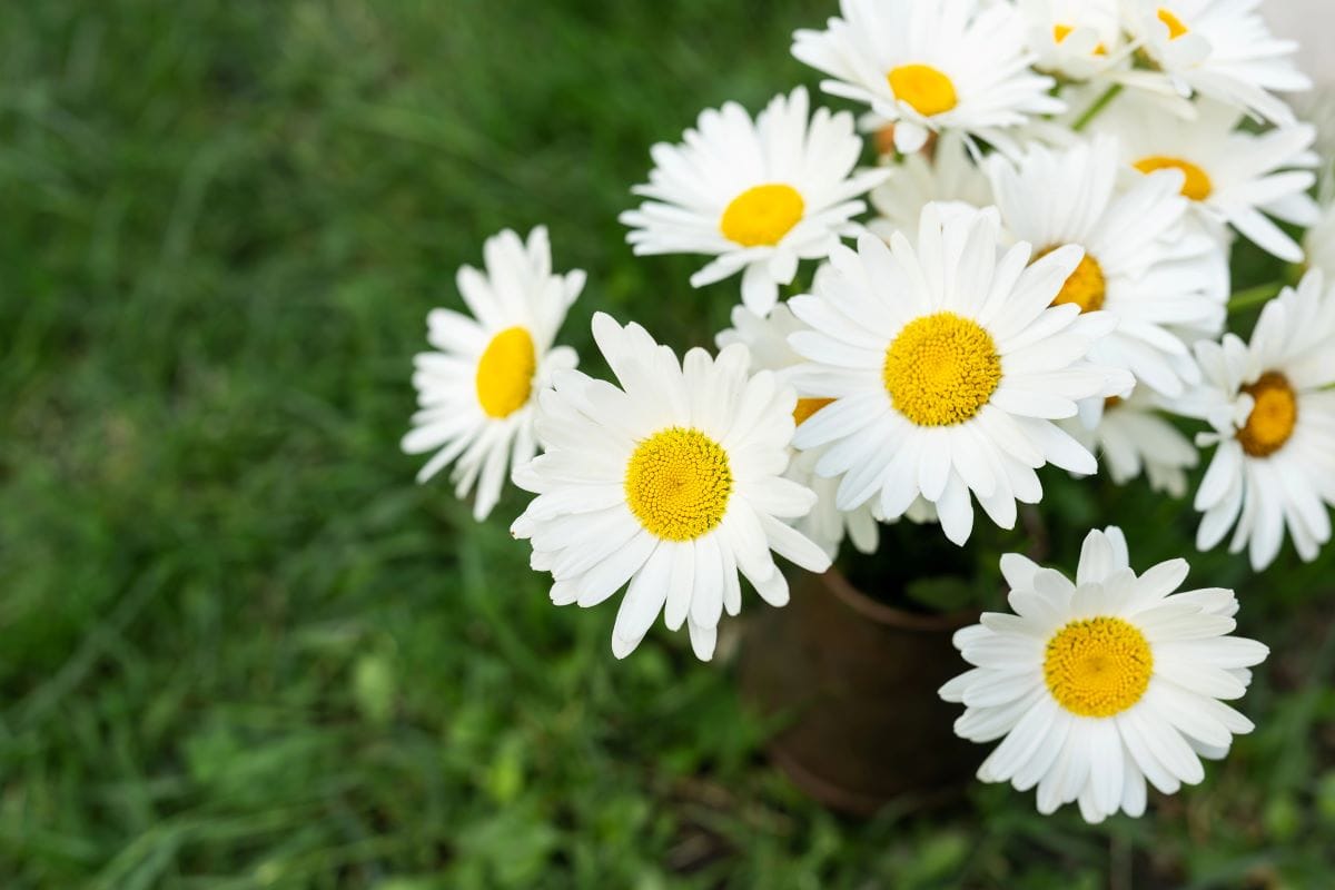 Chamomile BloomsSfinks