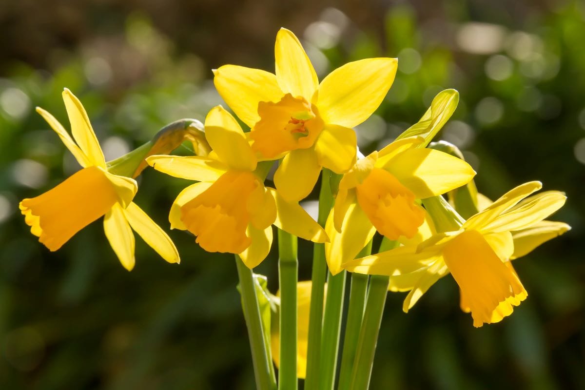 DaffodilsJoningall
