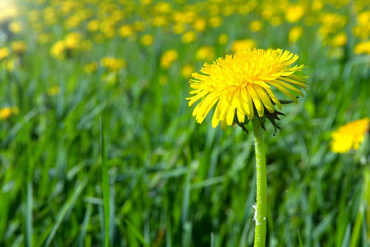 DandelionsAnskuw