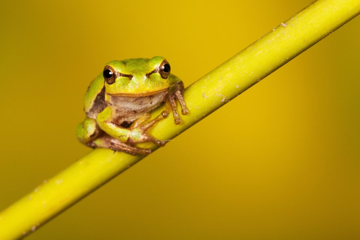 Depositphotos 201225270 XL 1