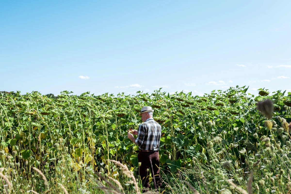 FarmlandAndrewLozovyi