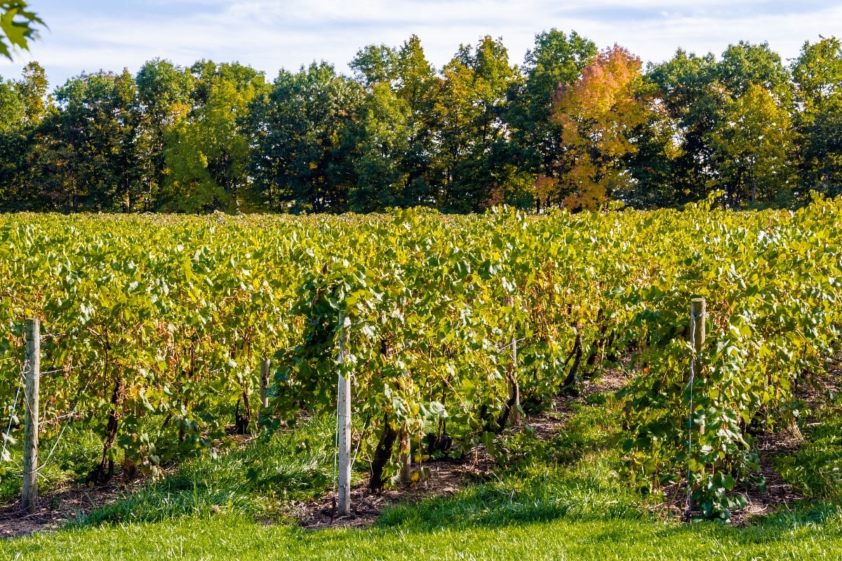 Finger lakes