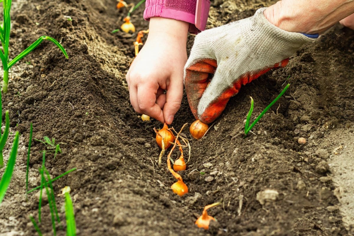 Home gardeningFuzullhanum