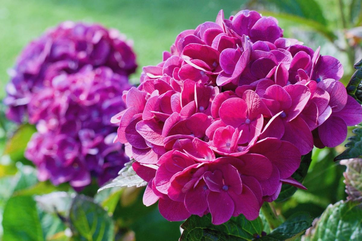 HydrangeasTunatura