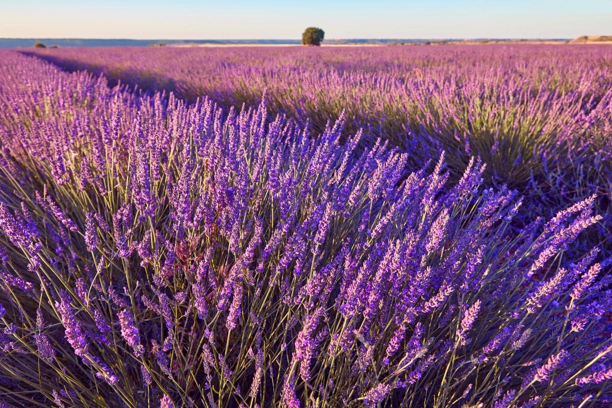 Lavender farmsABBPhoto