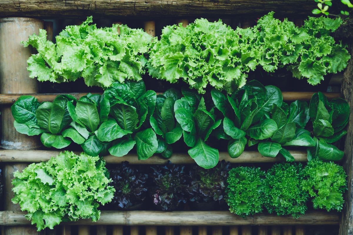 Leafy GreensRachenbuosa@gmail.com