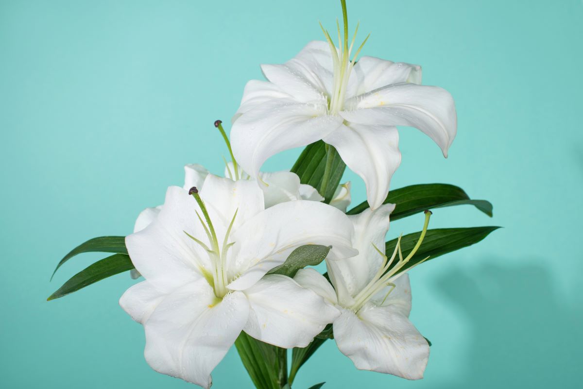 LiliesVadimvasenin