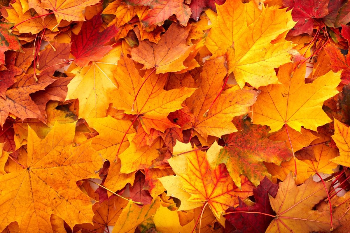 Maple leafPoznyakov