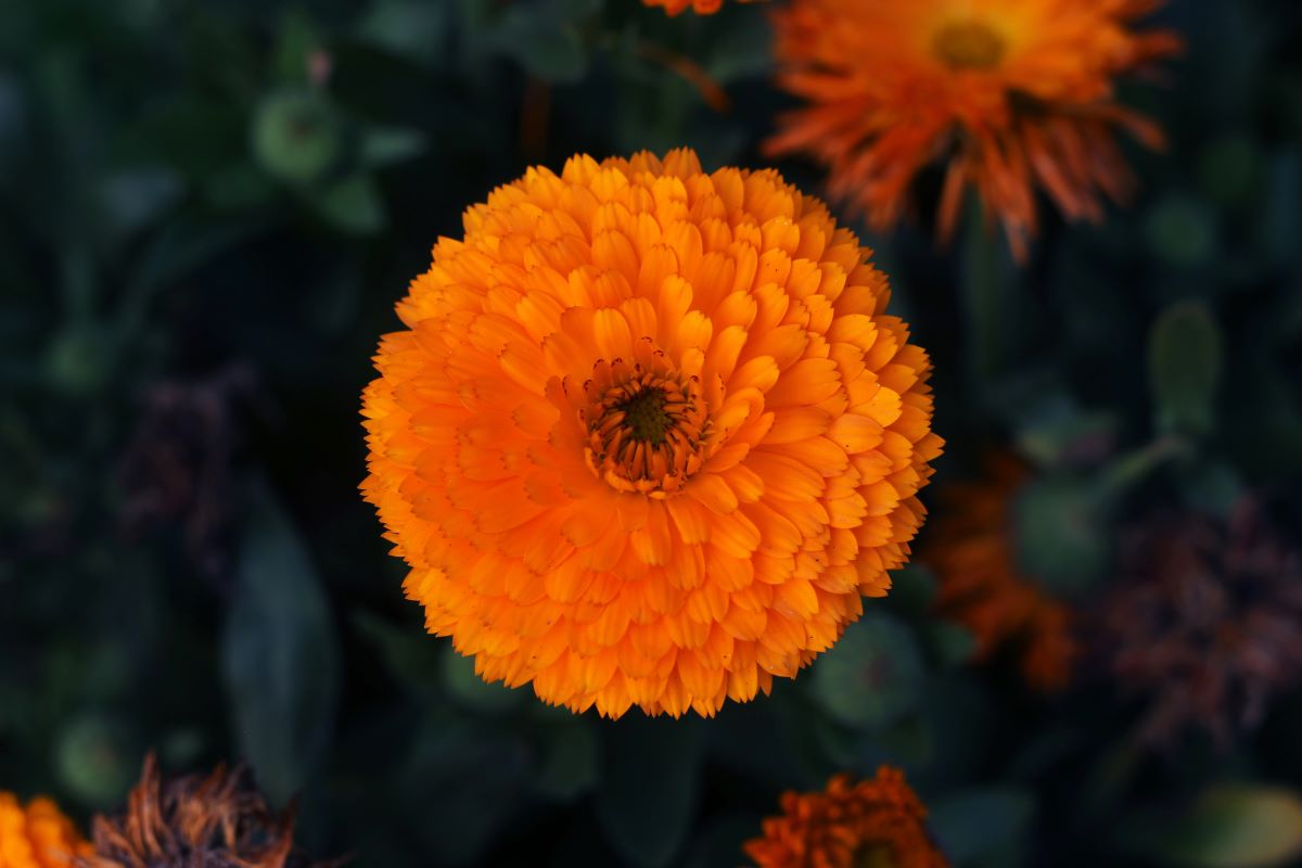 Marigold petalsKhurshidalamphoto