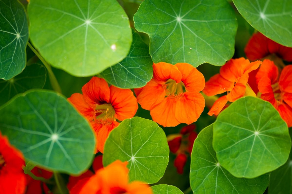Nasturtiums2Ekina1