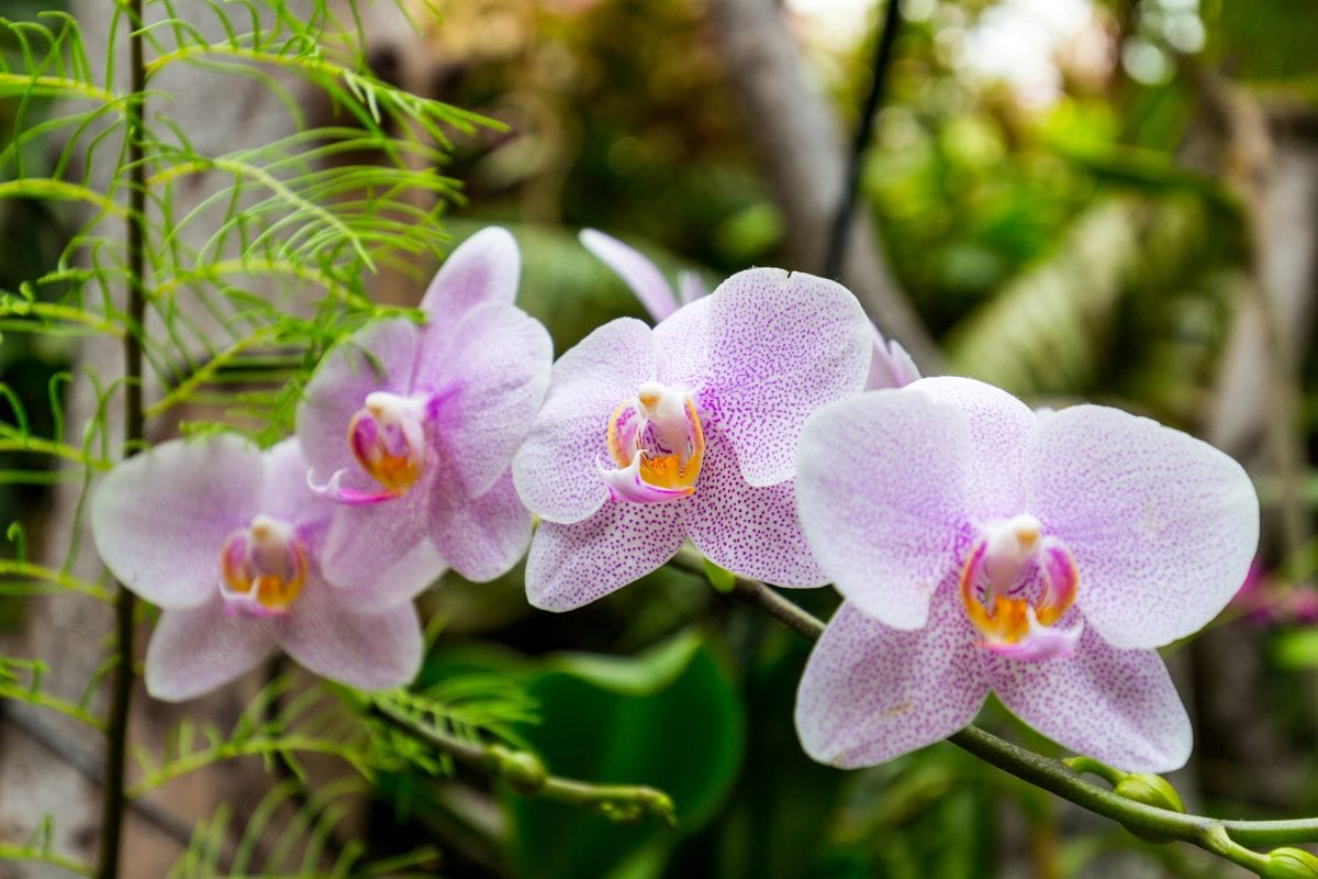 OrchidsDaLiu