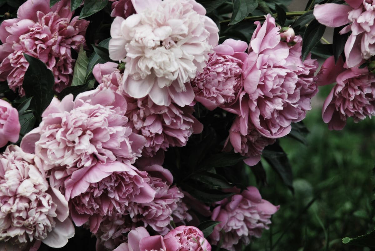 PeoniesChillaPalosh2014