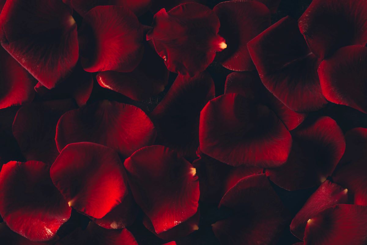 Rose PetalsKateNovikova