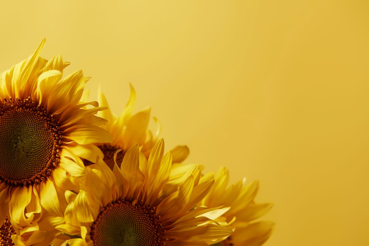 SunflowersAntonMatyukha