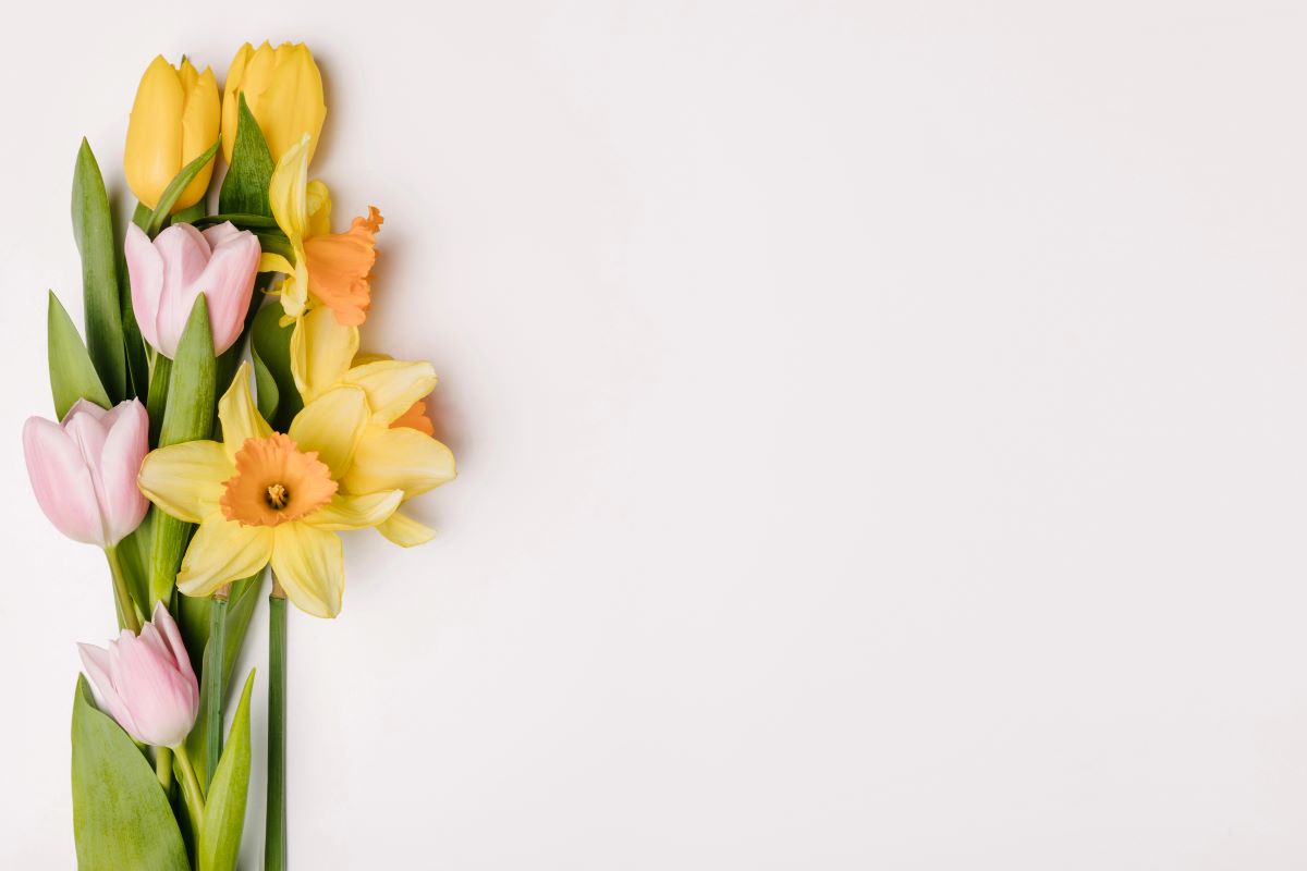 TulipsMicEnin