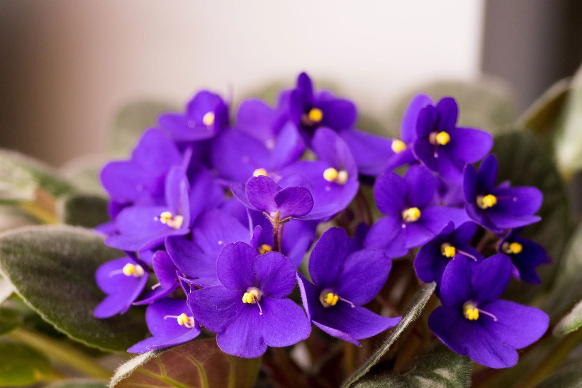 VioletsIh82