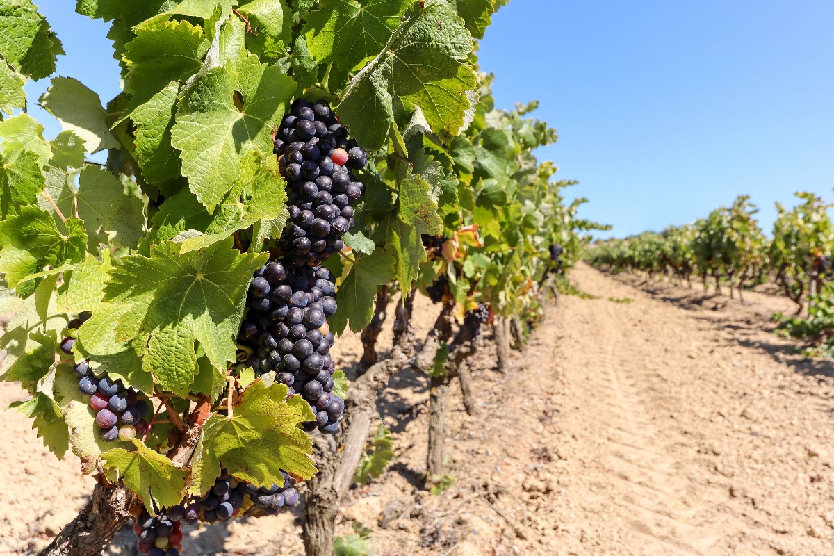 Winery in summer