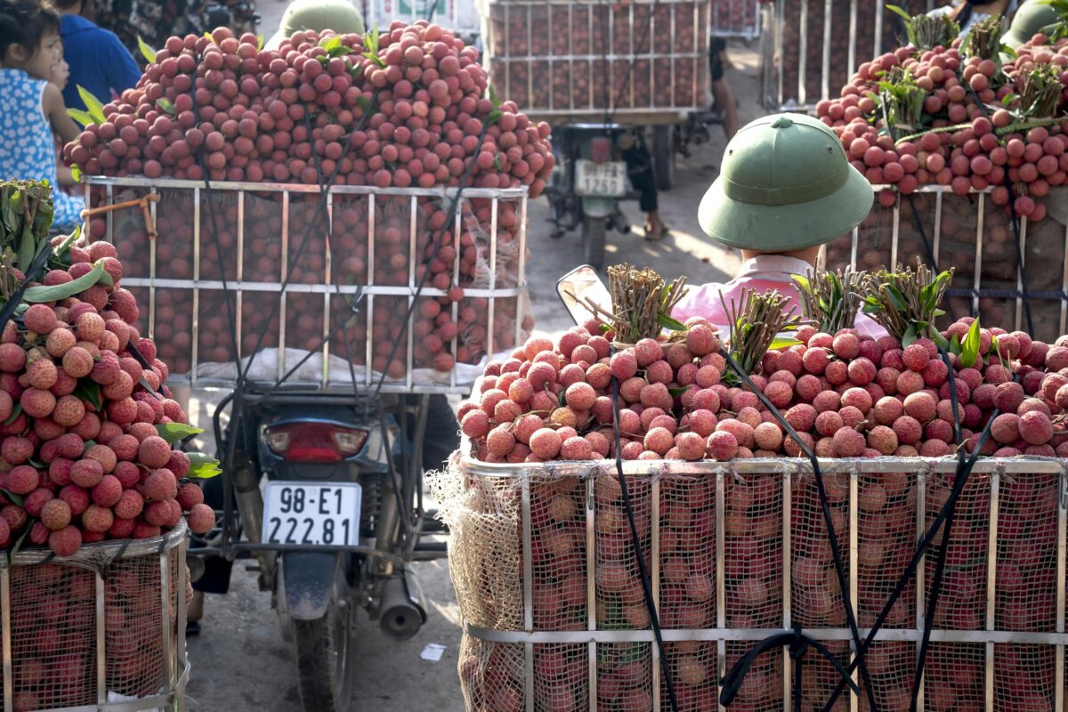 Bustling scene of lychees being transported on motorbikes in Vietnam, showcasing local agriculture