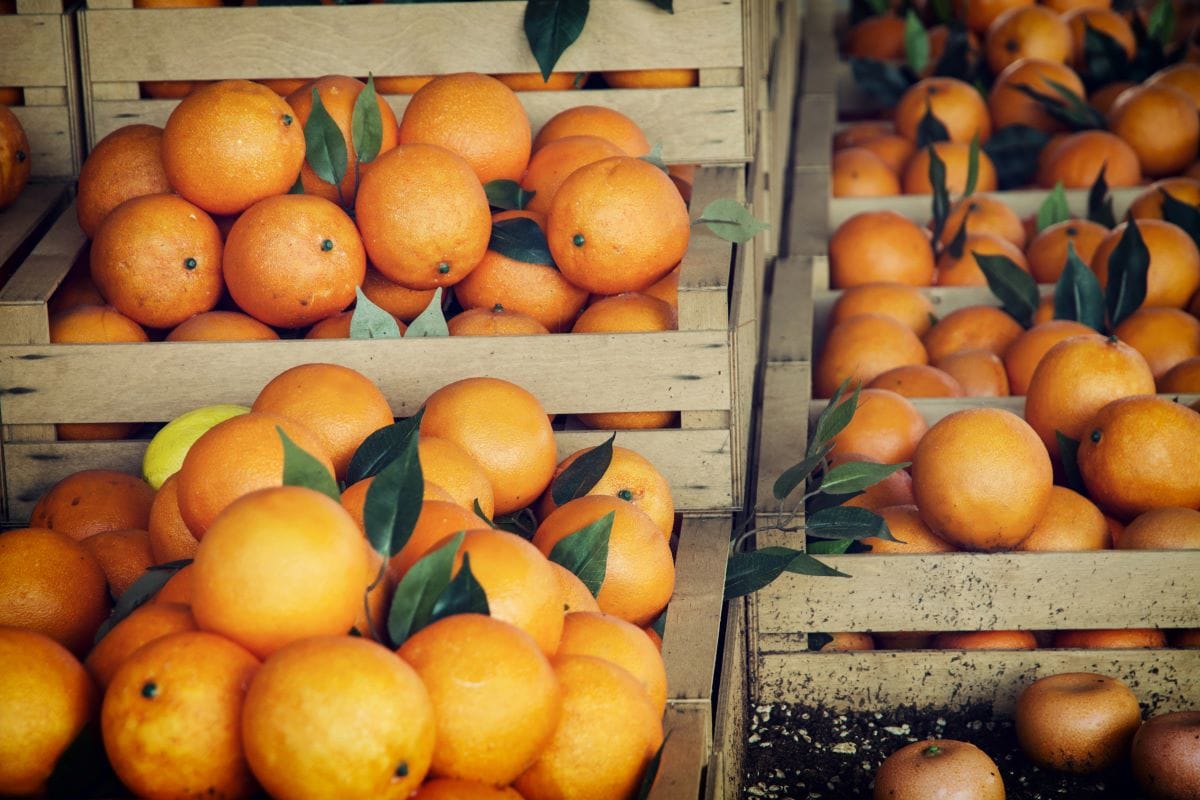 citrus crates in marketVrabelpeter1