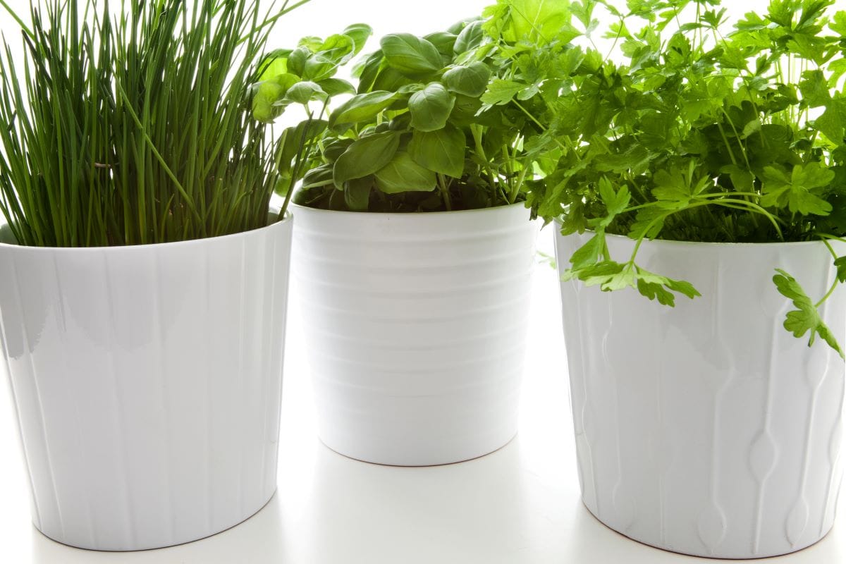 herb gardens in the kitchenTatianaMirlin