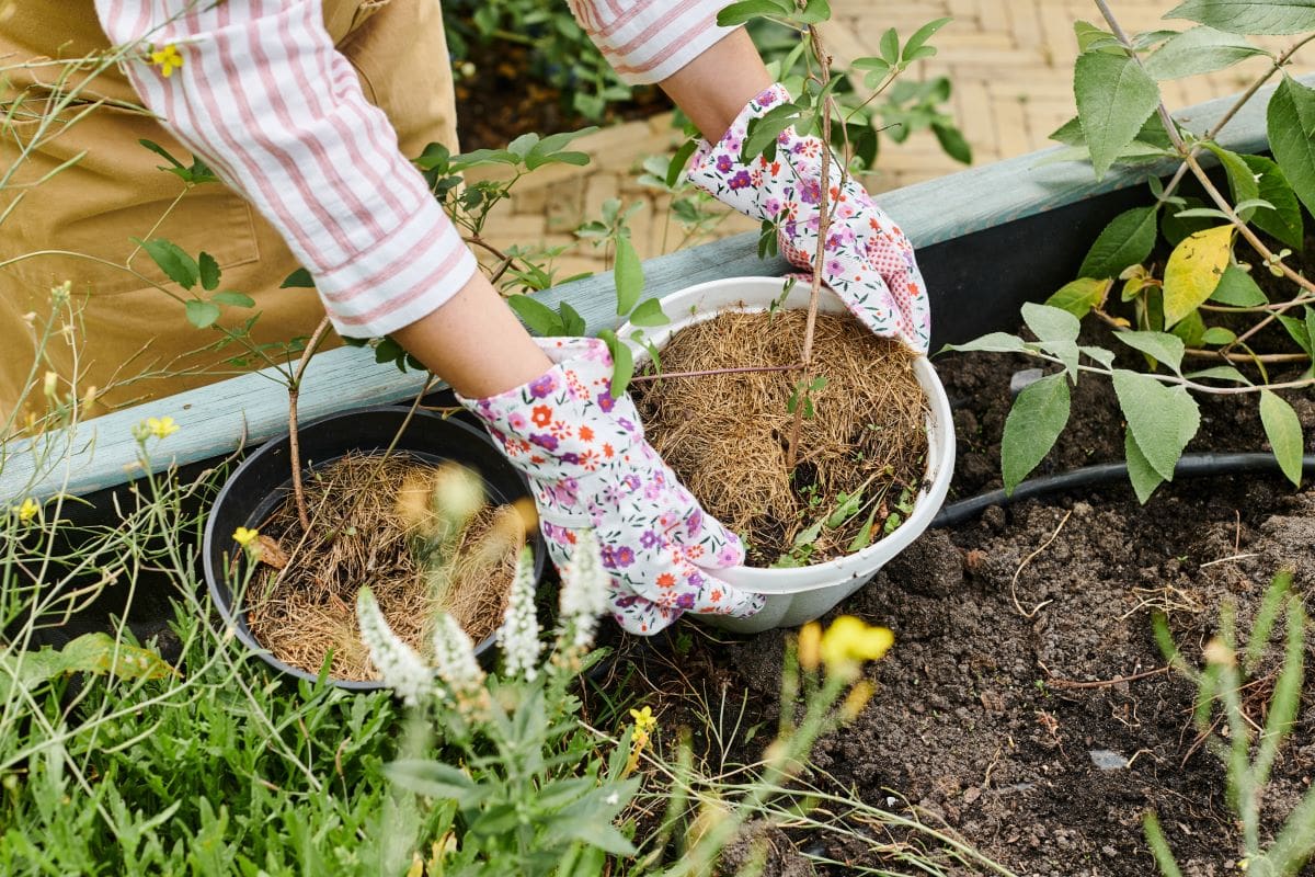 vegetable gardenIgorVetushko