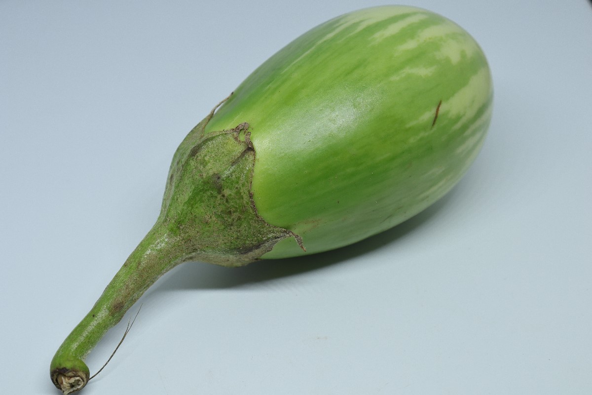 Egg plant
