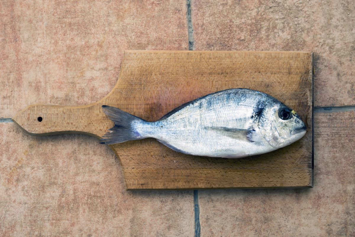 Fish in kitchen
