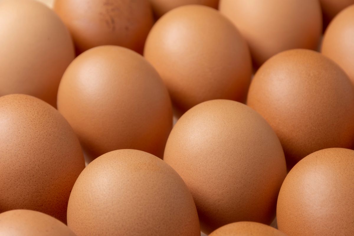 Fresh eggs