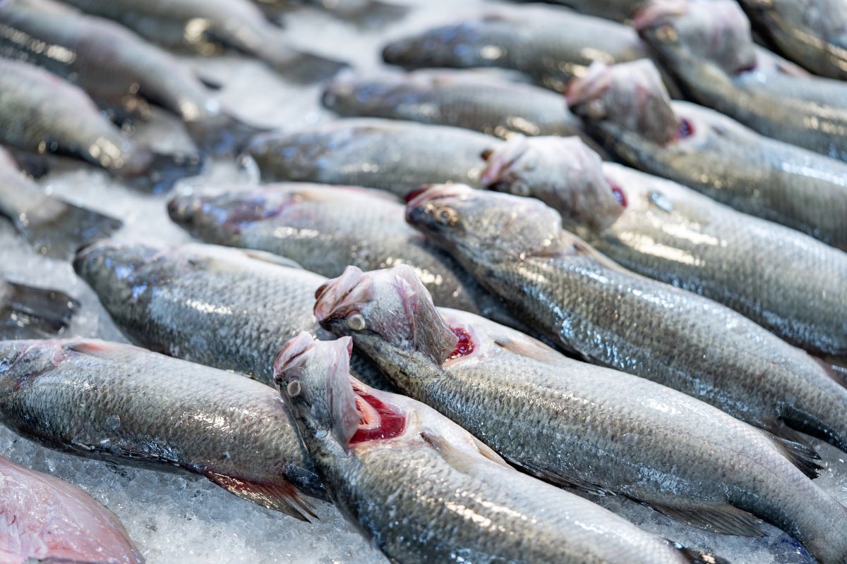 Fresh fish
