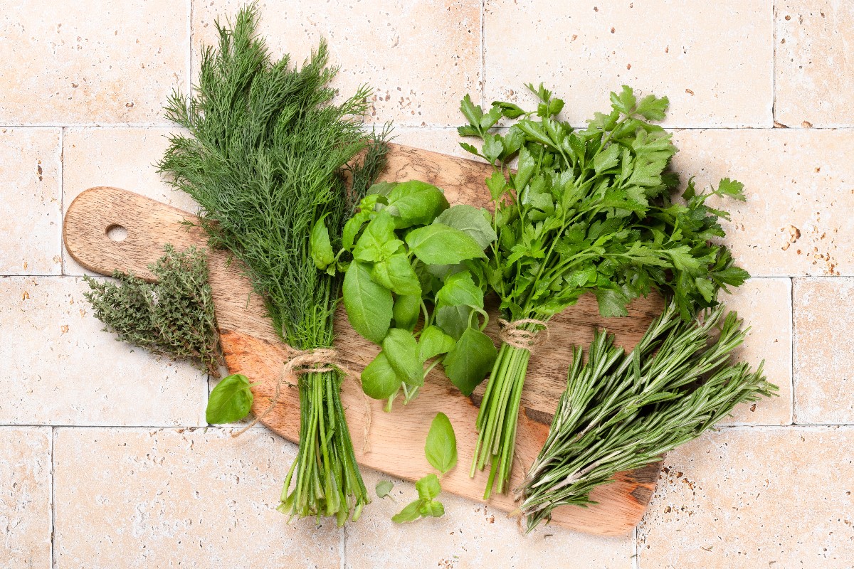 Fresh herbs of basil dill mint rosemary