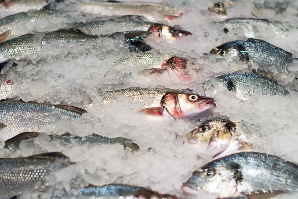 Frozen fish in store