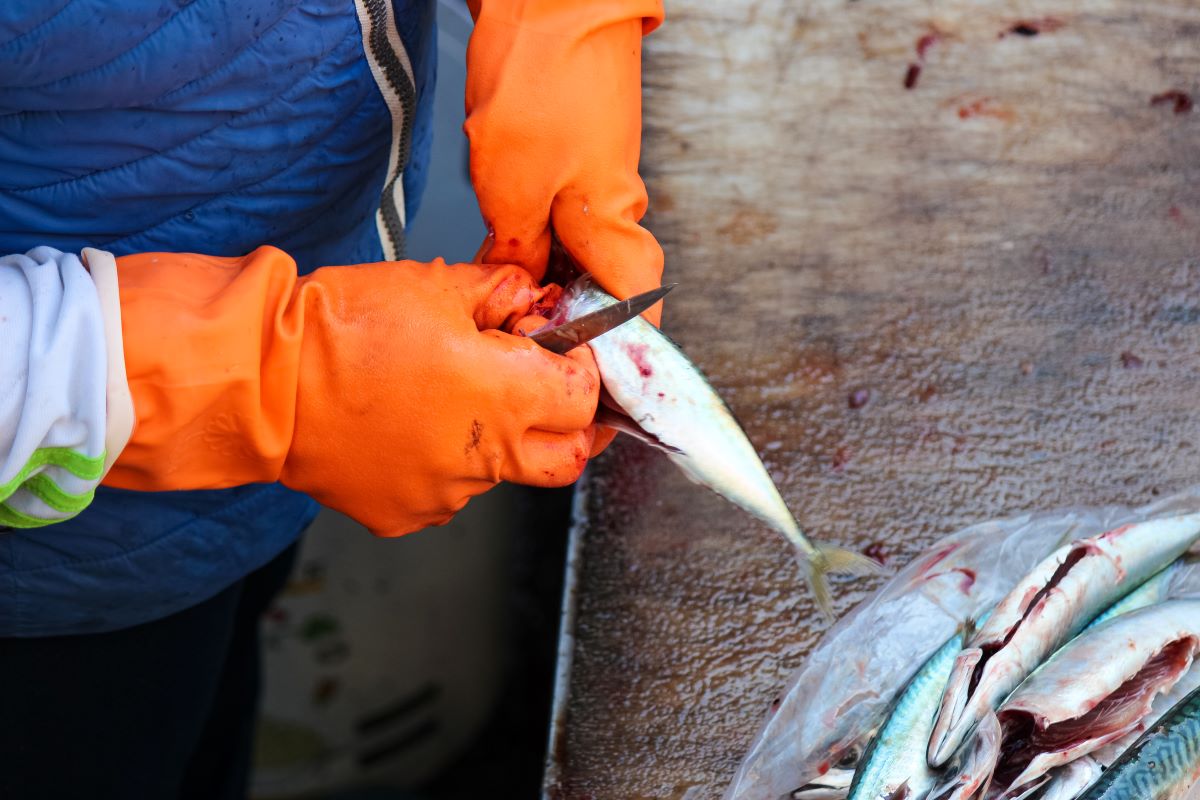 Gutting fish before packaging