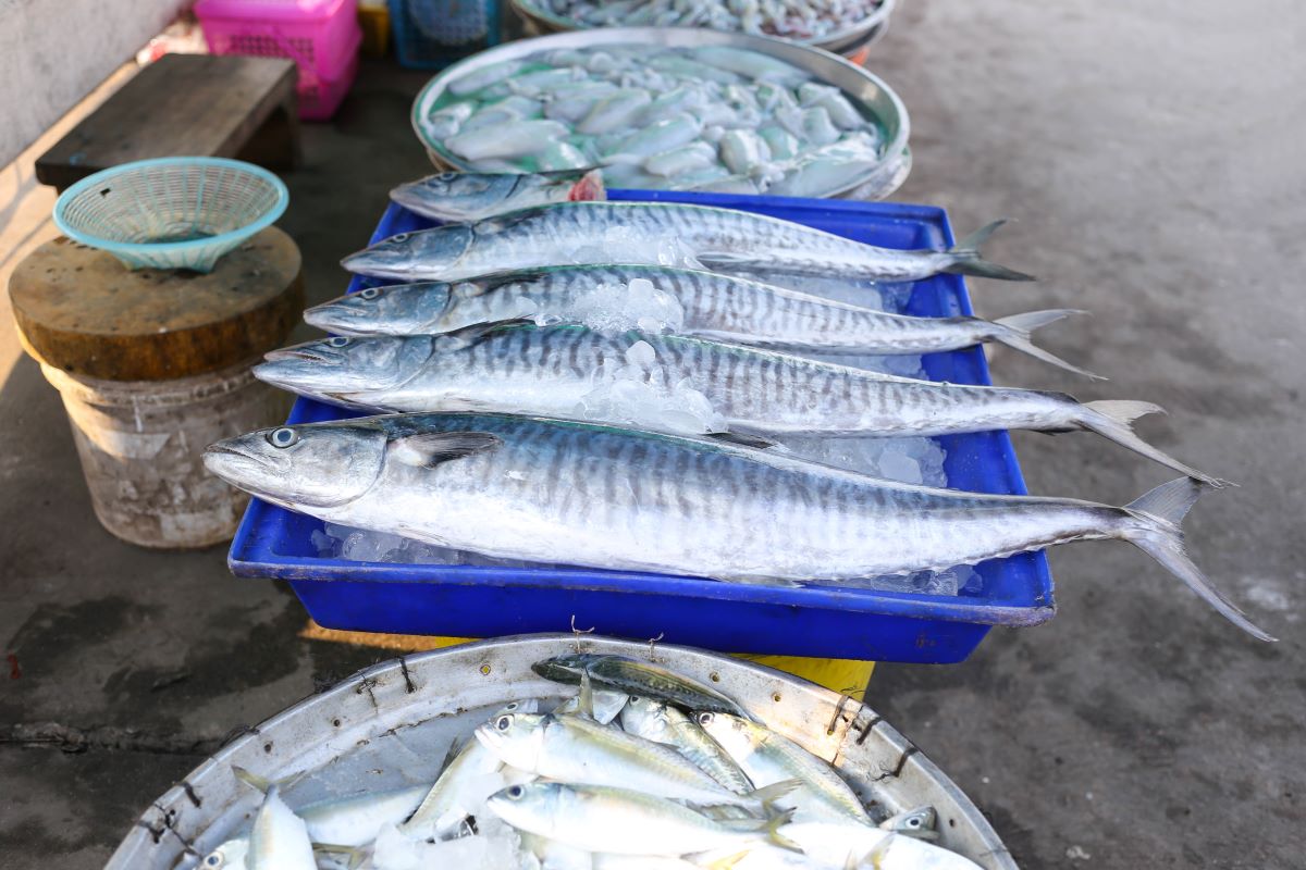 King mackerel