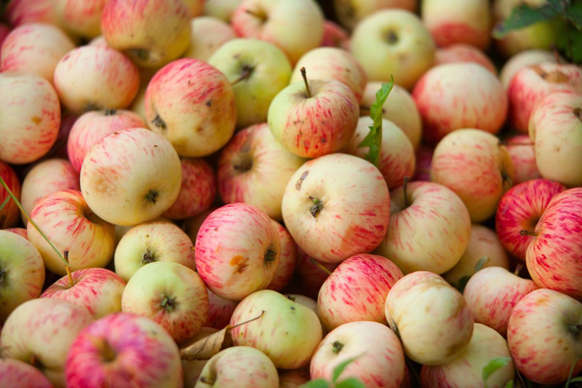 Organic applesSolstzia