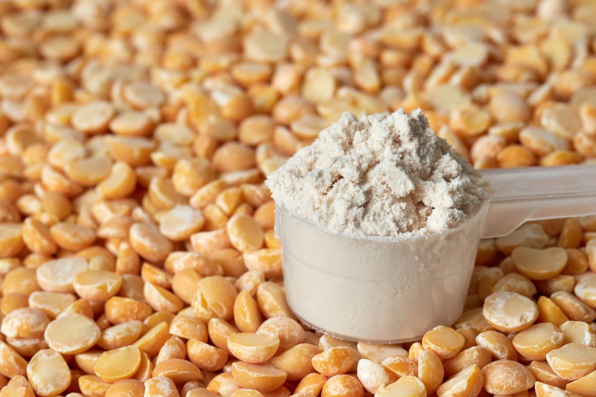 Pea protein