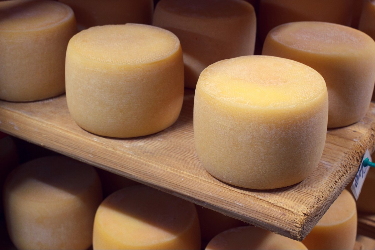 Quality cheesee production cellar