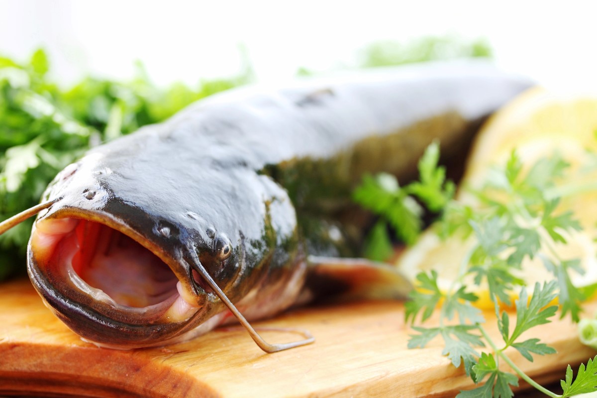 Raw catfish