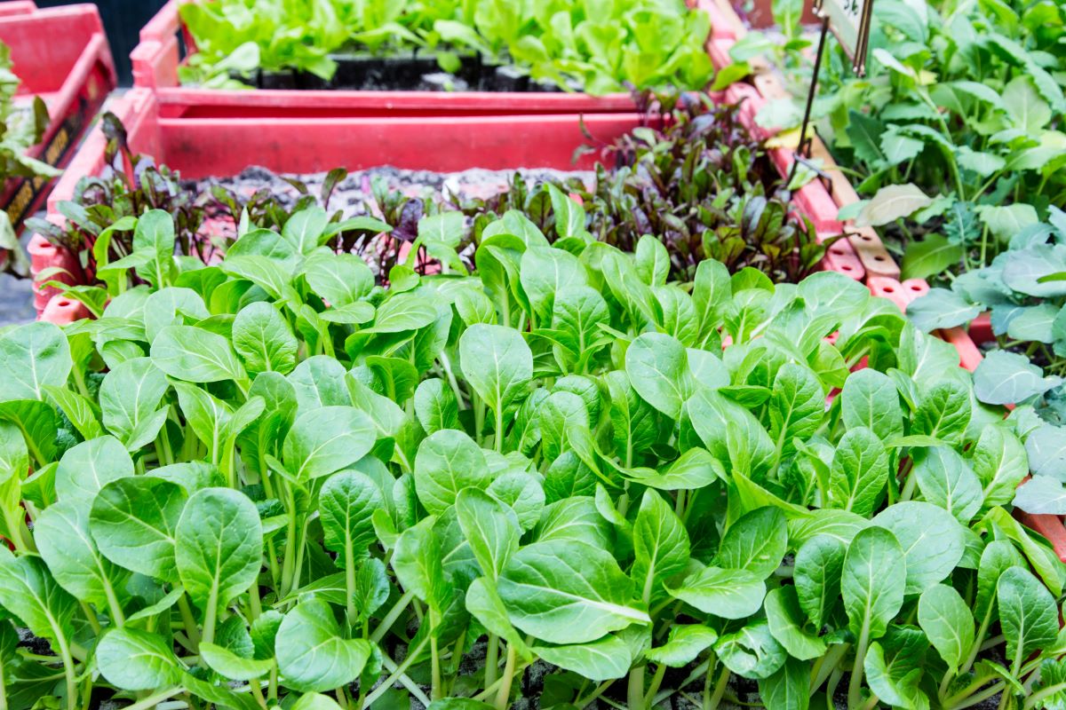 Spinach 1