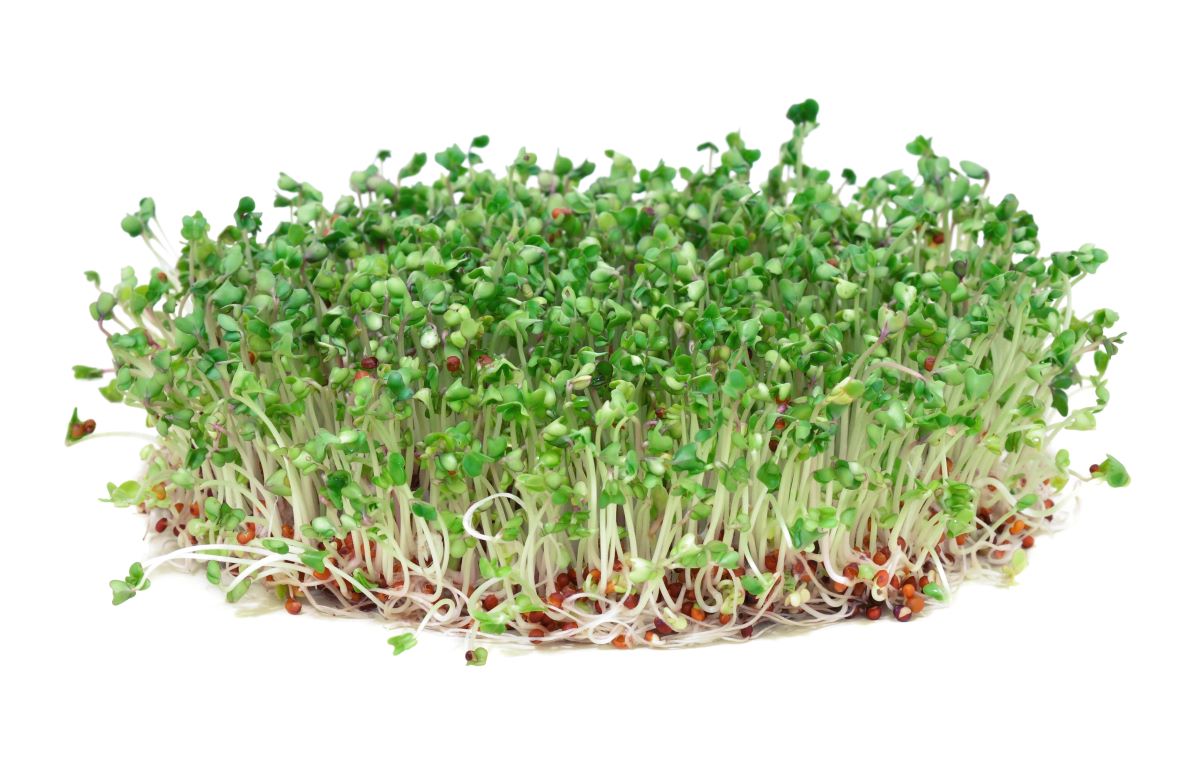 Sprouts